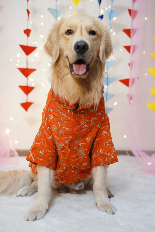 Dog wearing an orange outfit with a colorful background