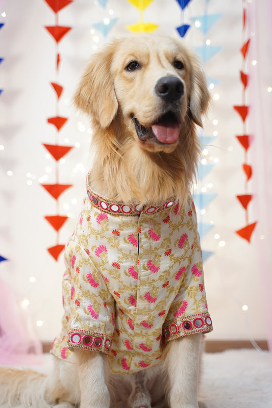 Dog wearing a patterned outfit with a colorful background