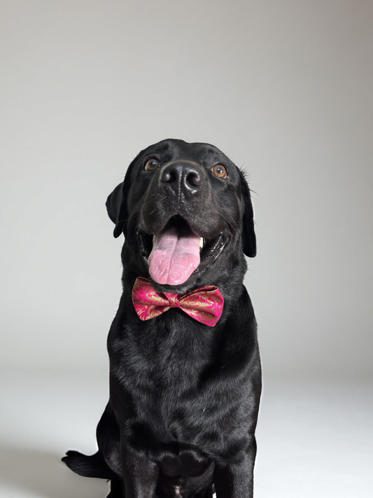 Fuchsia Pink Brocade Silk Zari Work Dog Bow