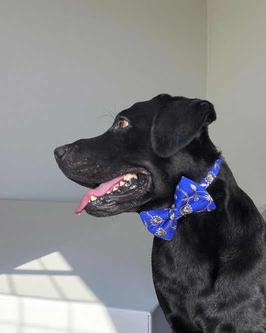 Blue Brocade Silk Zari Work Dog Bow