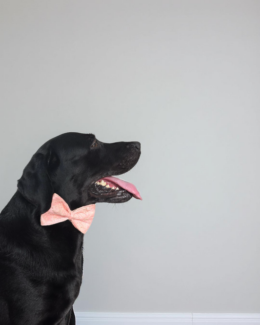 Peach Raw Silk Dog Bow with Chikankari