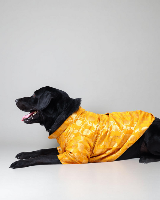Mustard Yellow Brocade Silk Dog Kurta with Gota Lace