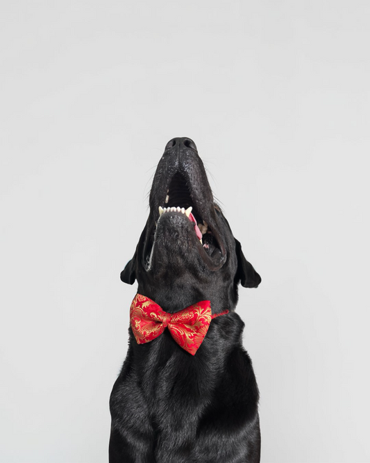 Red Brocade Silk Zari Work Dog Bow