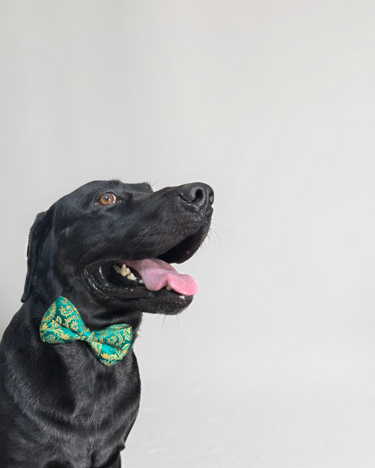 Aqua Green Silk Brocade Zari Work Dog Bow