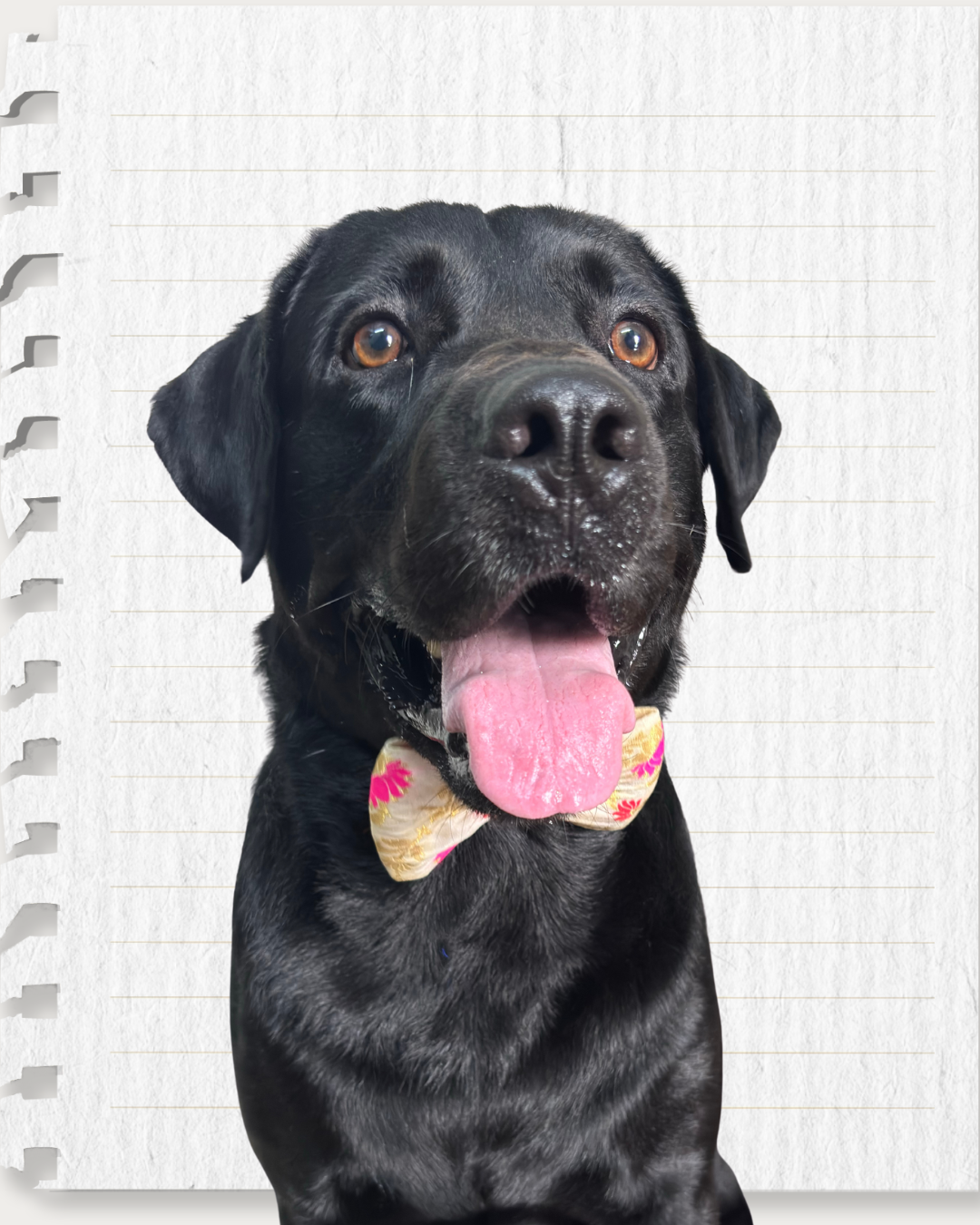 Off-White Silk Fabric with Lotus Print Dog Bow