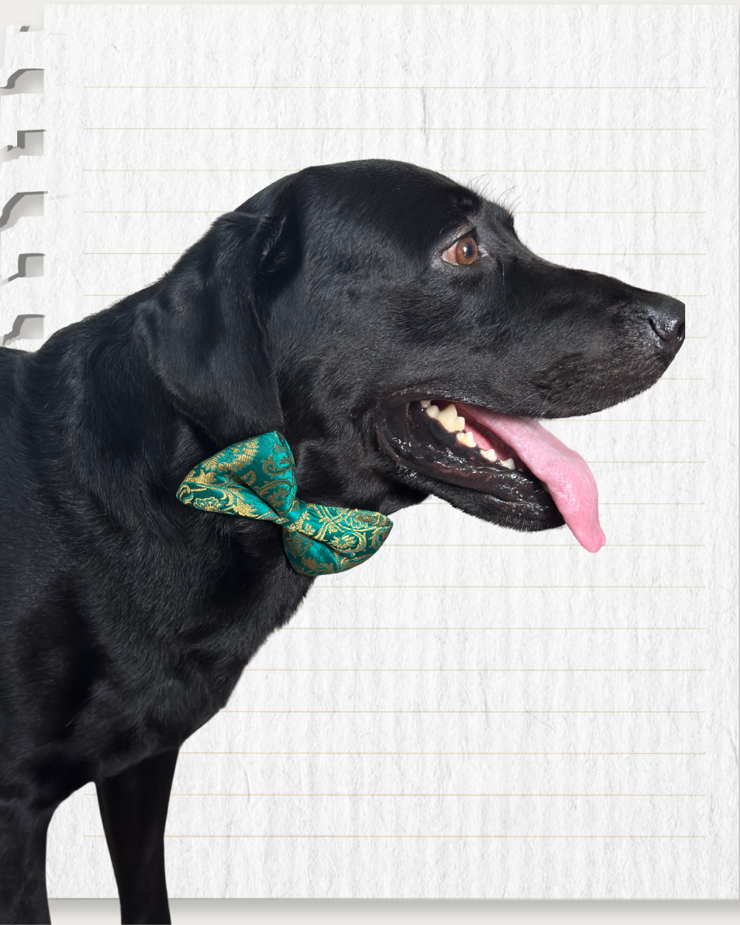 Aqua Green Silk Brocade Zari Work Dog Bow