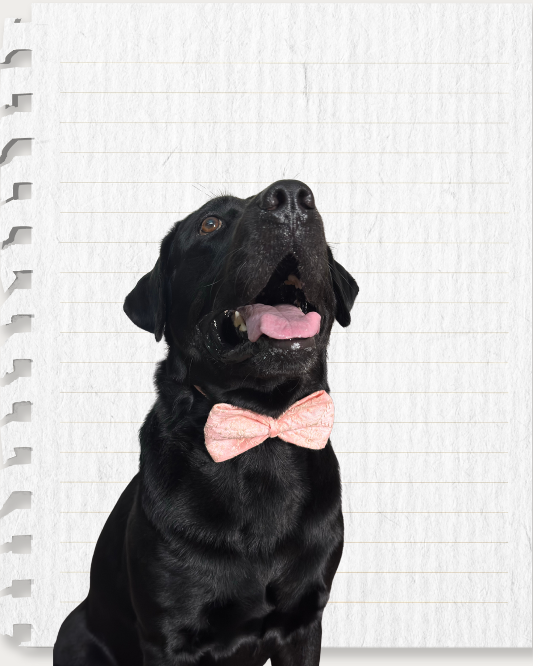 Peach Raw Silk Dog Bow with Chikankari