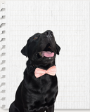 Peach Raw Silk Dog Bow with Chikankari