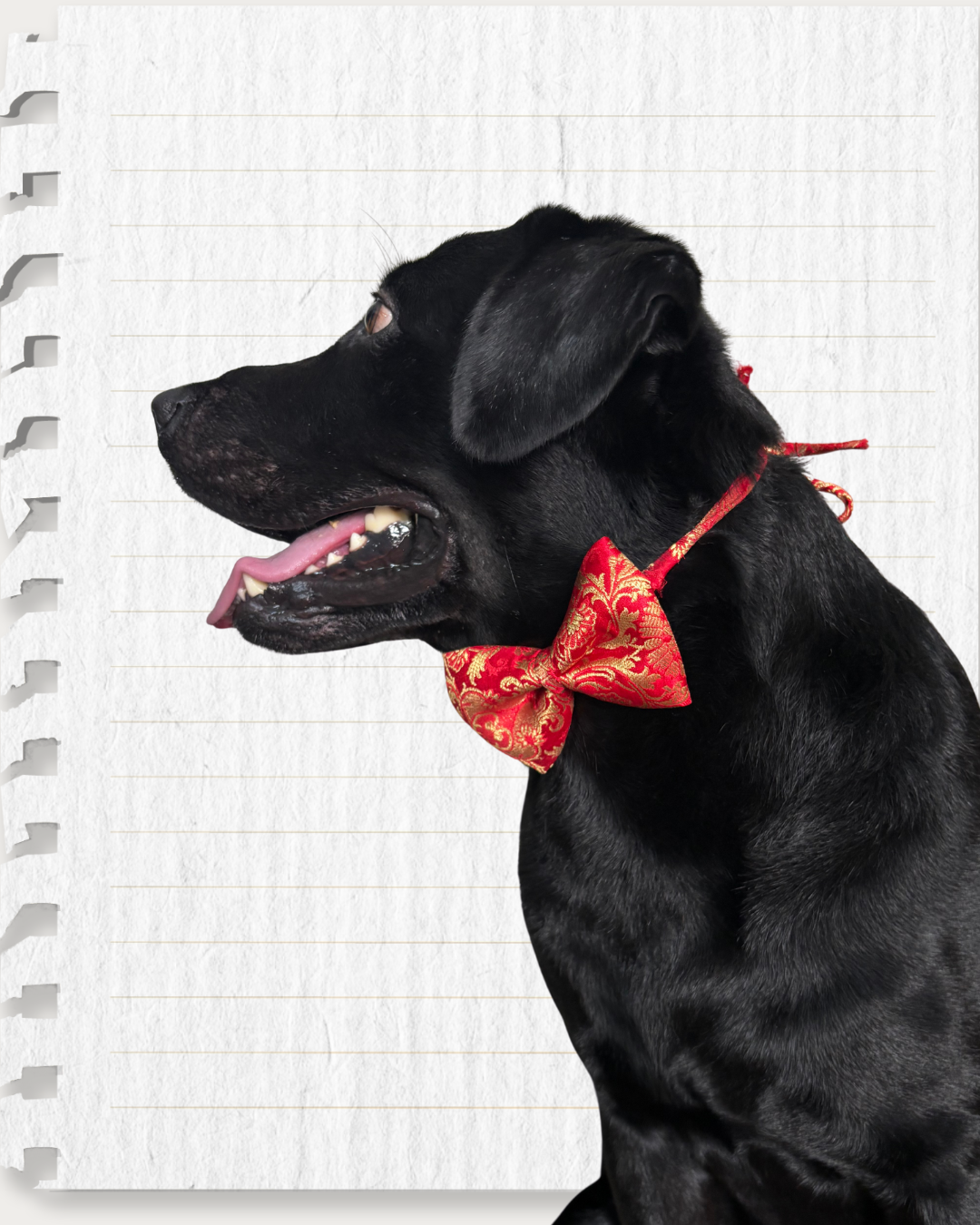 Red Brocade Silk Zari Work Dog Bow