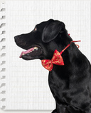 Red Brocade Silk Zari Work Dog Bow