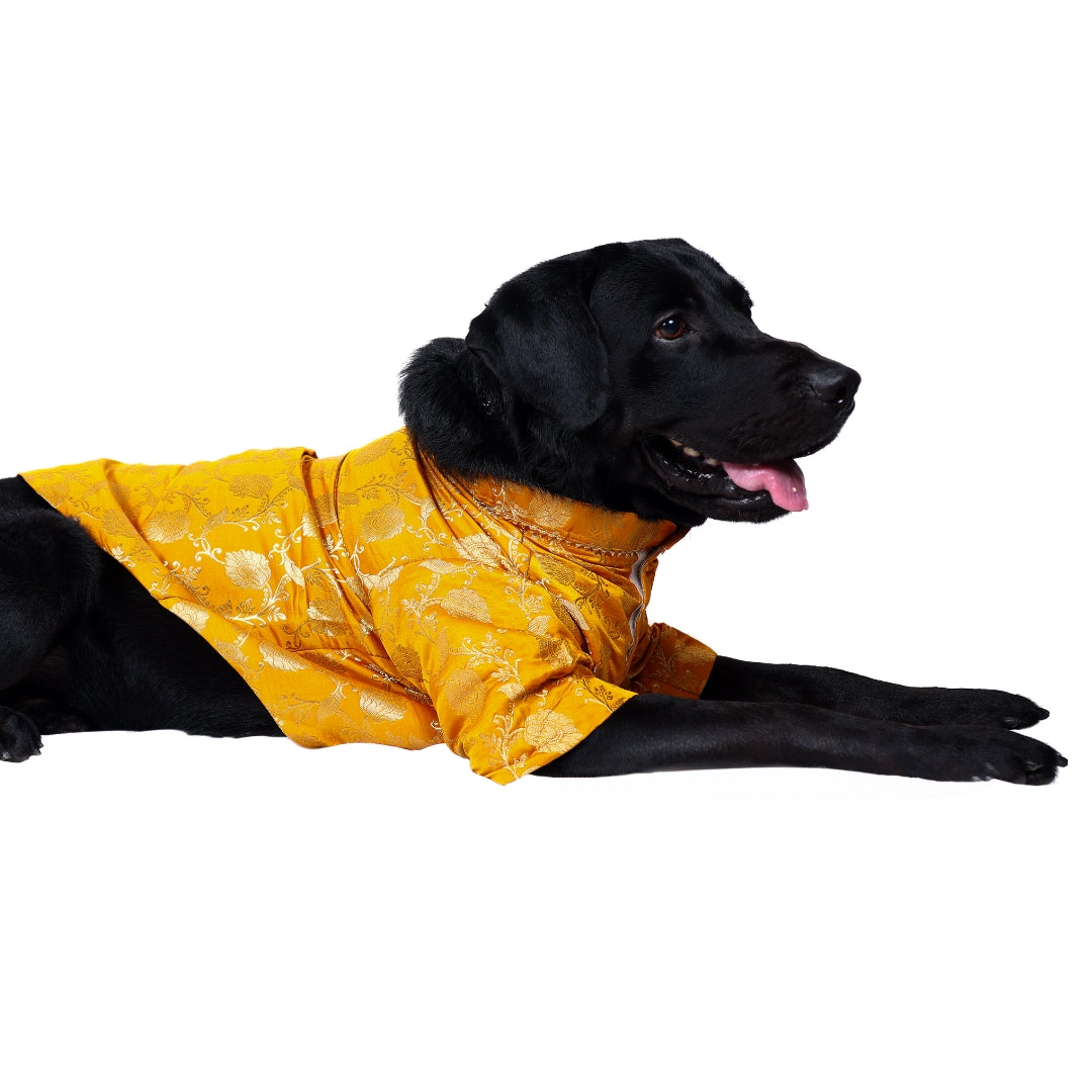 Mustard Yellow Brocade Silk Dog Kurta with Gota Lace