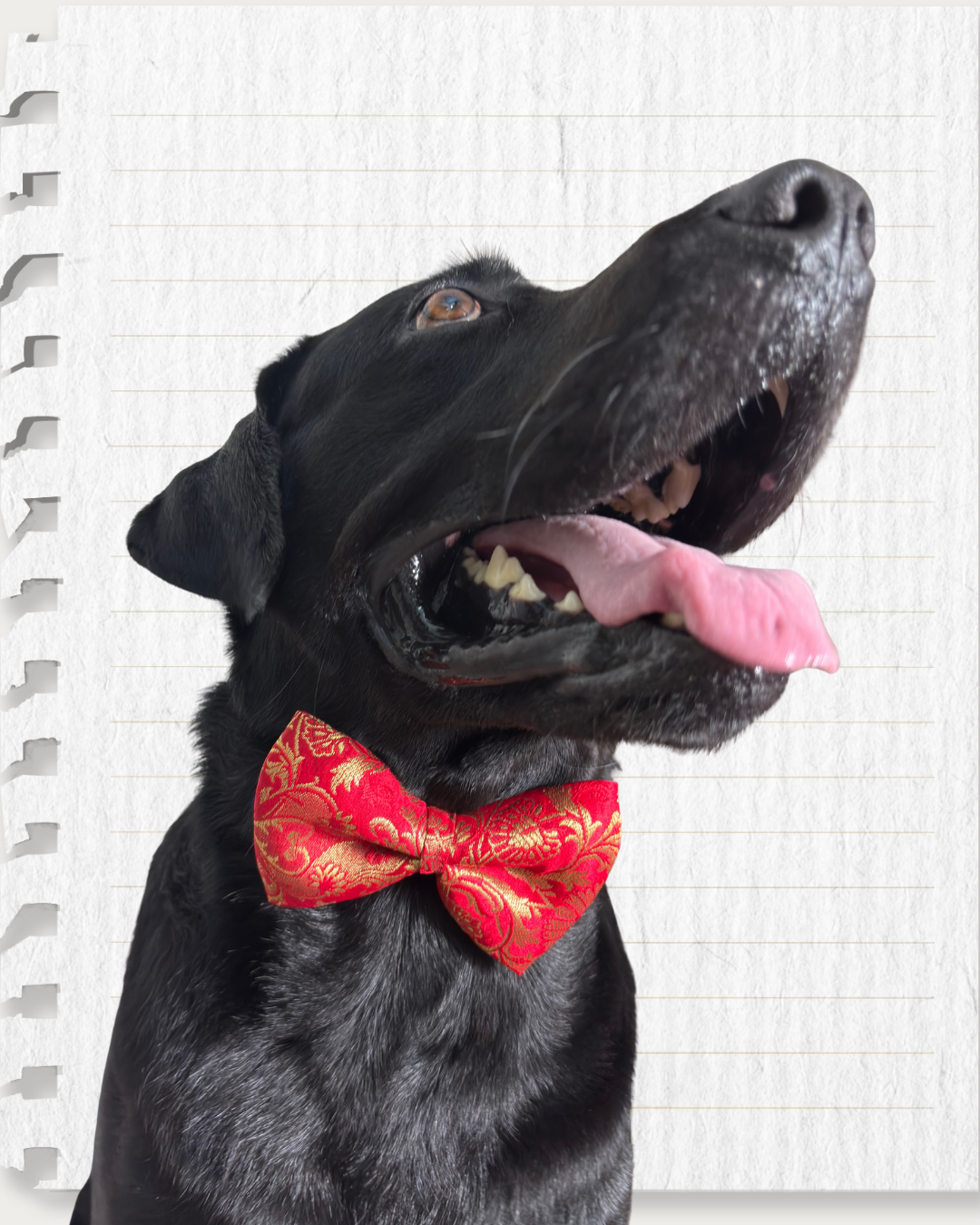 Red Brocade Silk Zari Work Dog Bow
