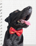 Red Brocade Silk Zari Work Dog Bow