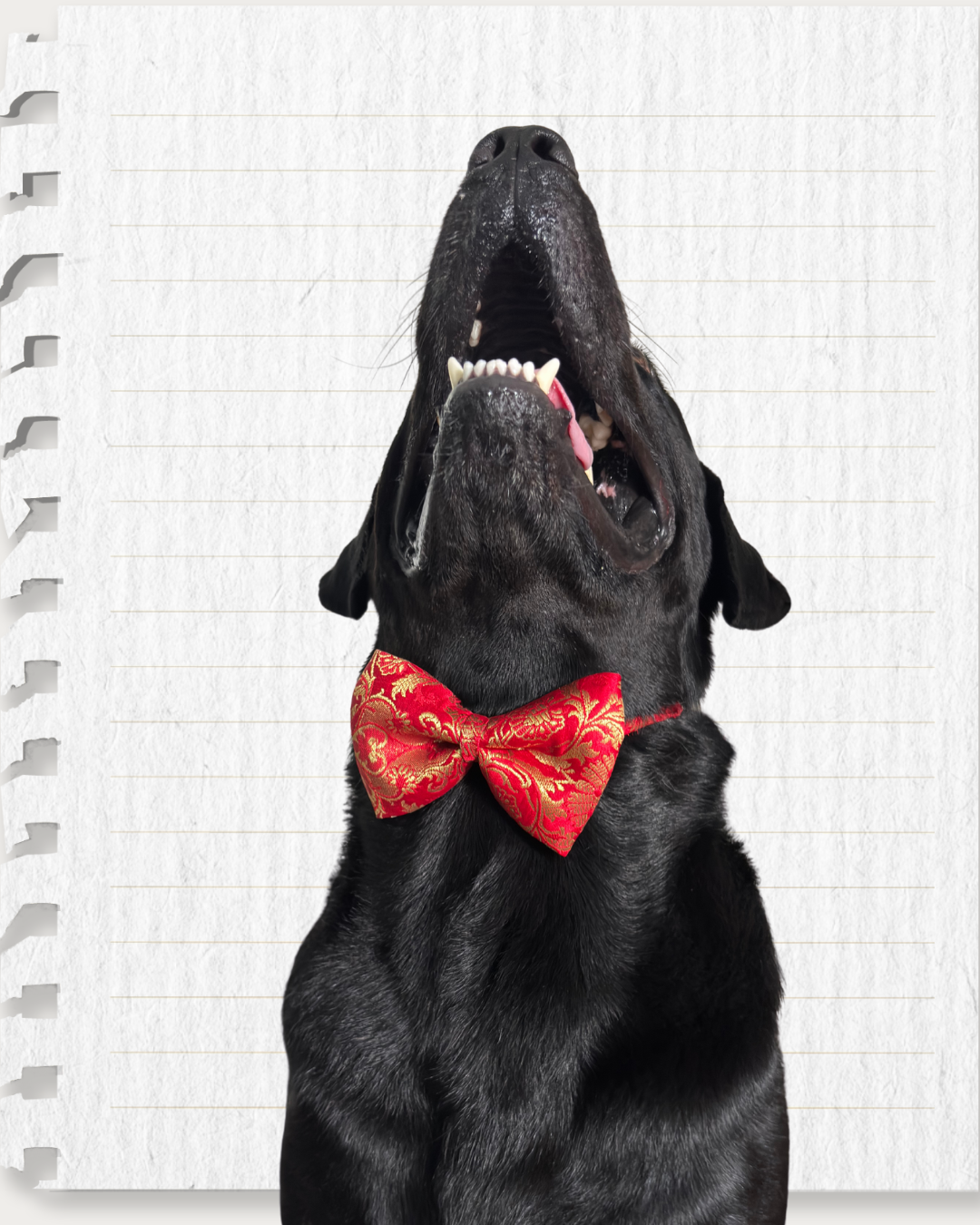Red Brocade Silk Zari Work Dog Bow
