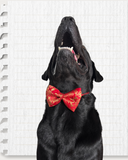 Red Brocade Silk Zari Work Dog Bow
