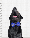 Blue Brocade Silk Zari Work Dog Bow
