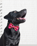 Fuchsia Pink Brocade Silk Zari Work Dog Bow