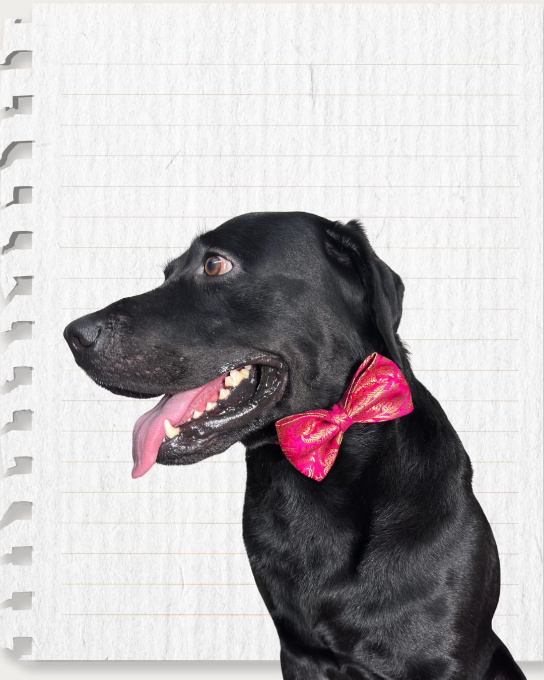 Fuchsia Pink Brocade Silk Zari Work Dog Bow