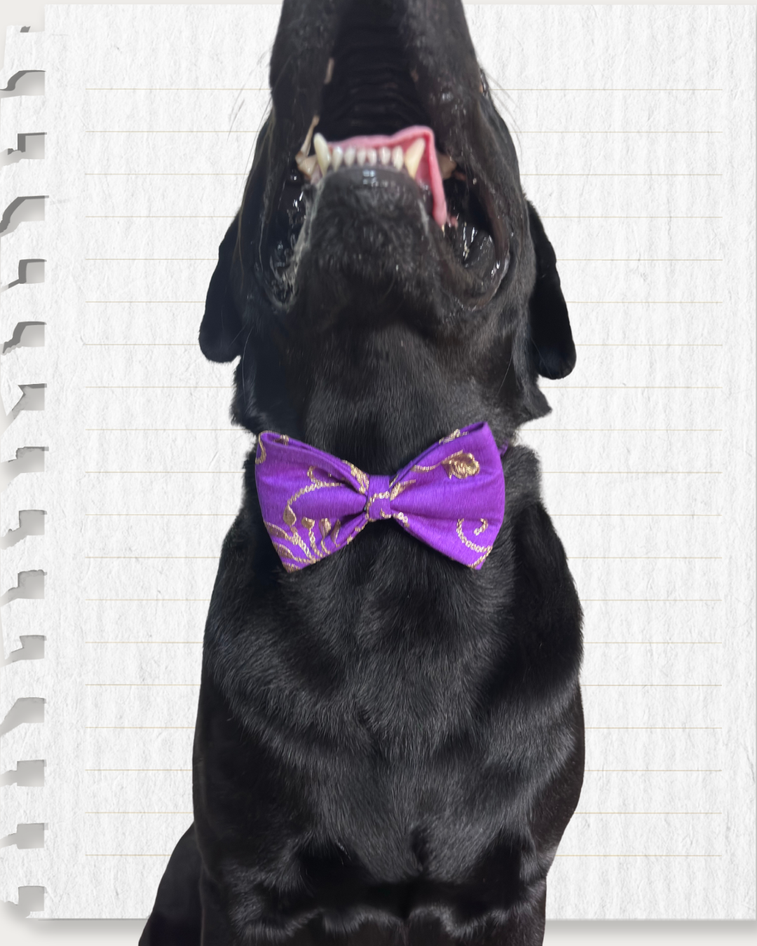 Electric Purple Raw Silk Fabric with Gold Zari work Dog Bow