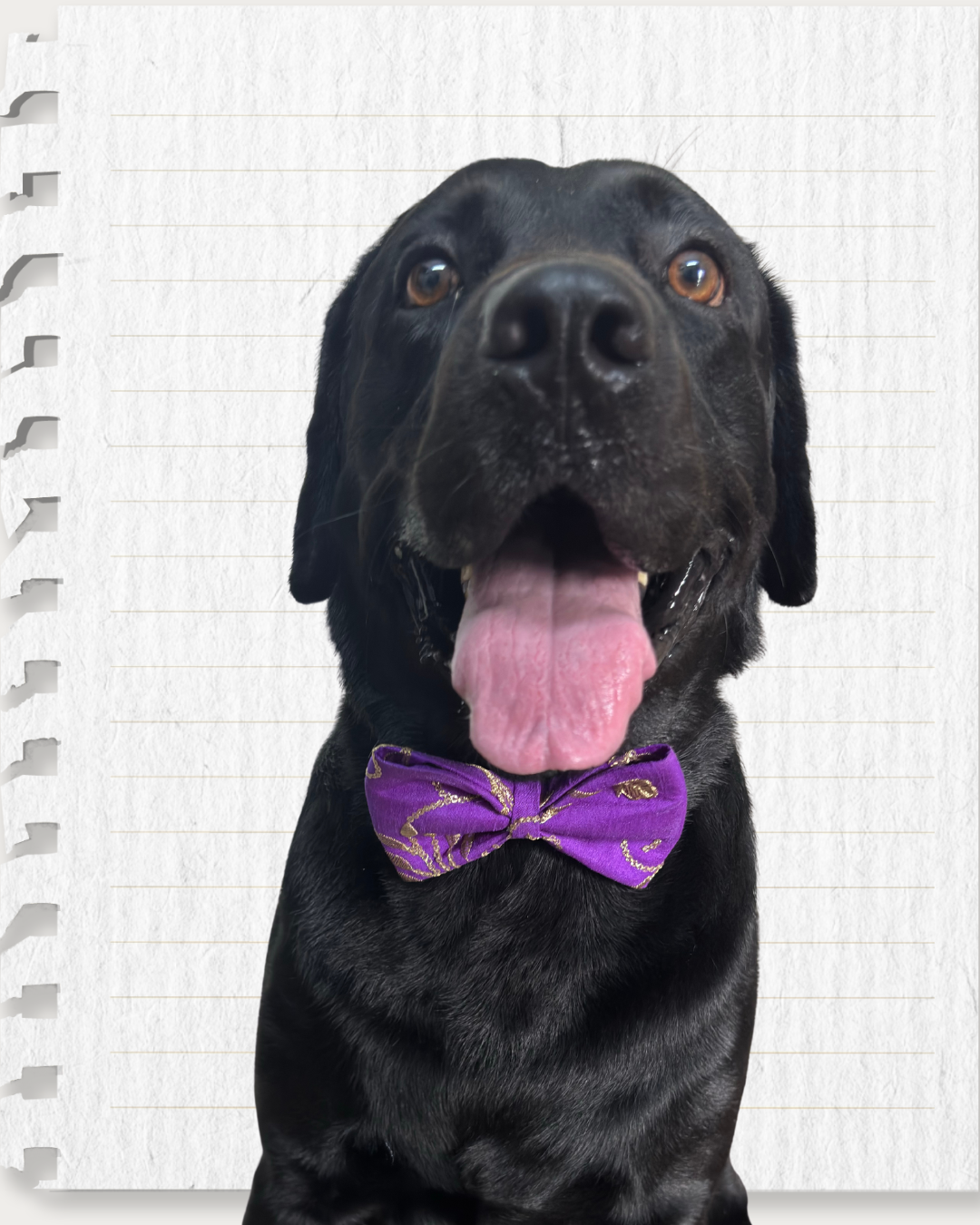 Electric Purple Raw Silk Fabric with Gold Zari work Dog Bow