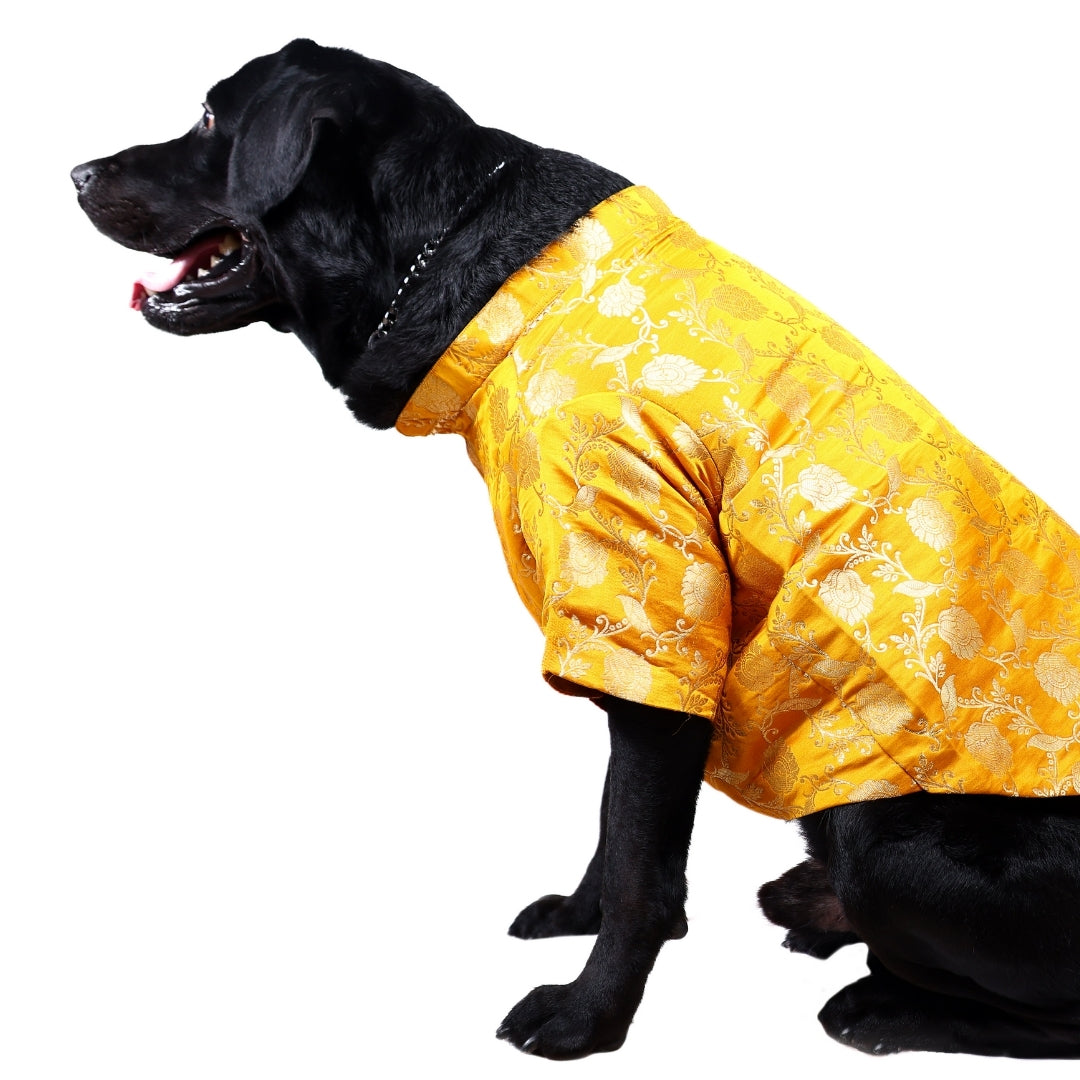 Mustard Yellow Brocade Silk Dog Kurta with Gota Lace
