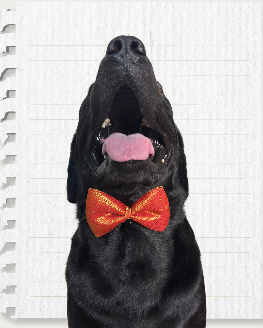 Red & Gold Weave Work Dog Bow