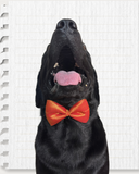 Red & Gold Weave Work Dog Bow