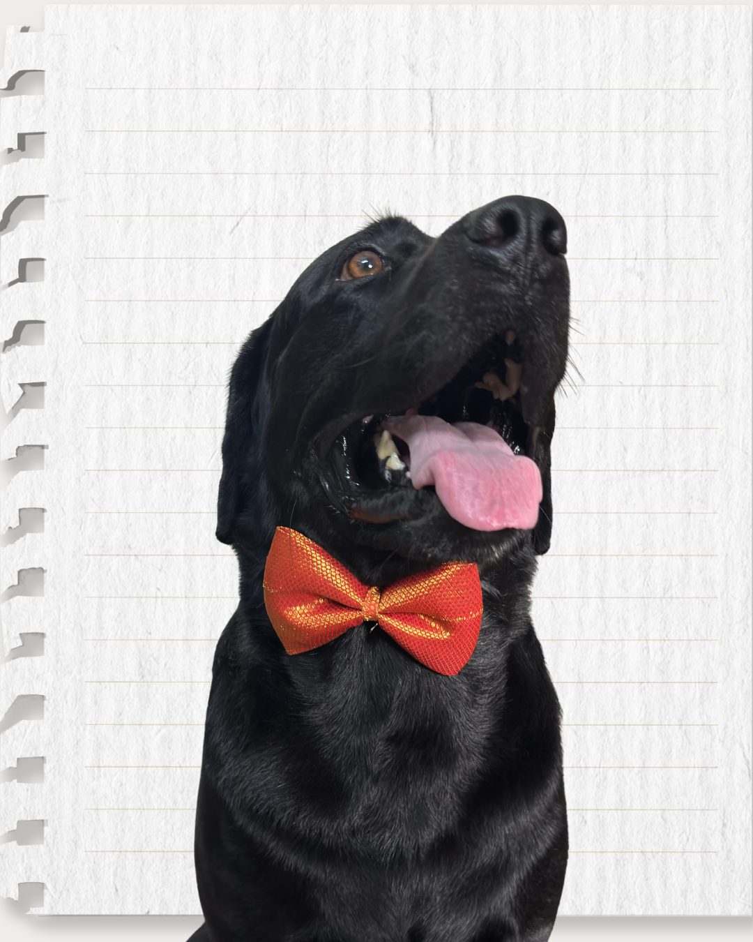 Red & Gold Weave Work Dog Bow