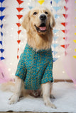 Dog wearing a green sweater with gold patterns, standing on a white surface with colorful triangular flags in the background.