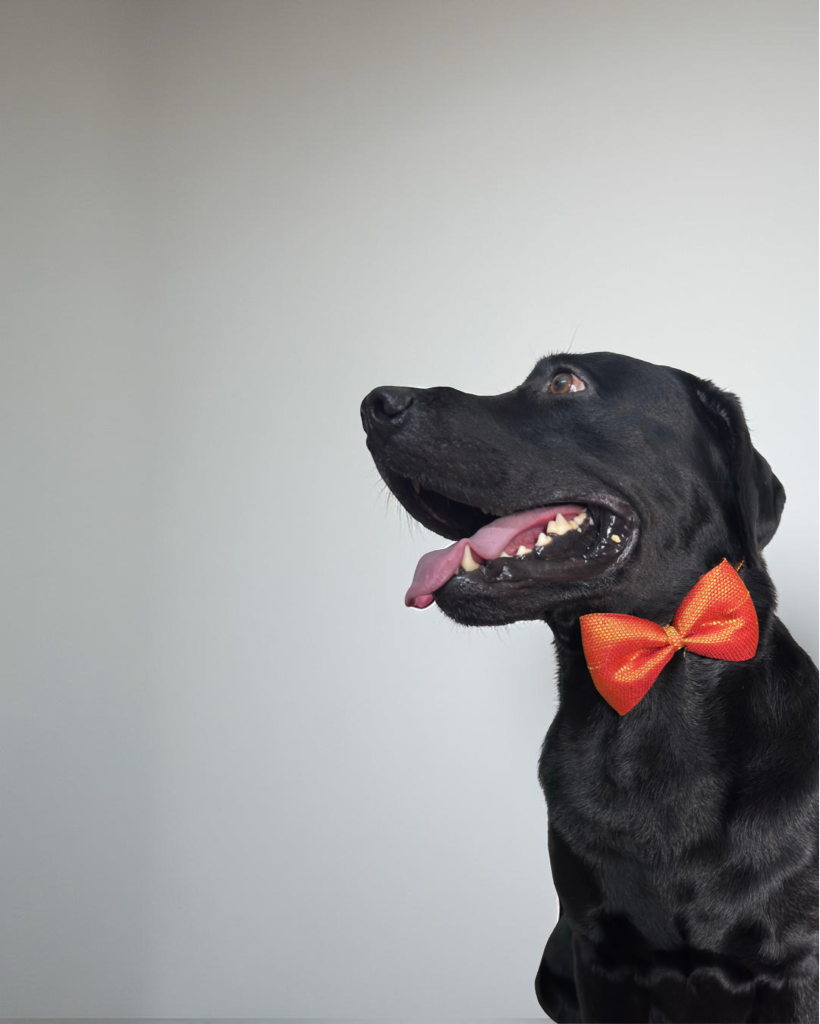 Red & Gold Weave Work Dog Bow