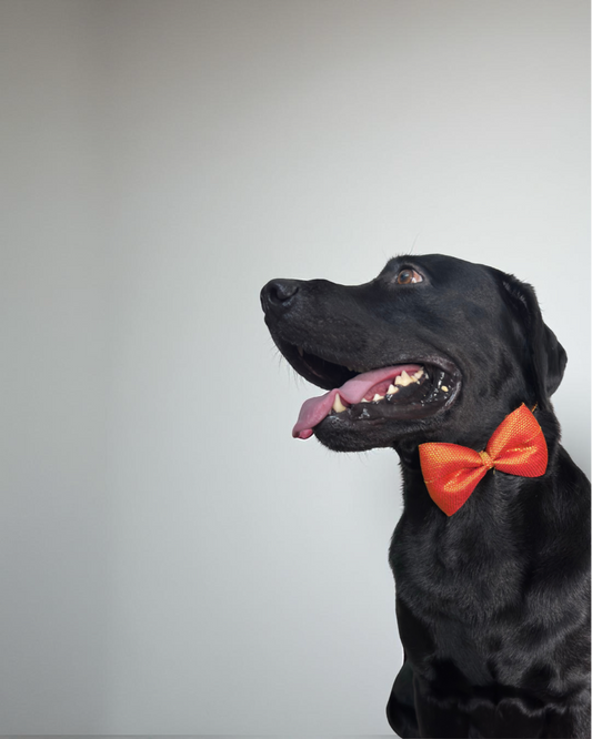 Red & Gold Weave Work Dog Bow