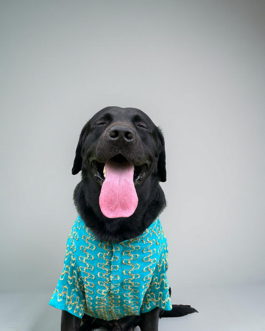 Black dog wearing a blue patterned shirt on a plain background