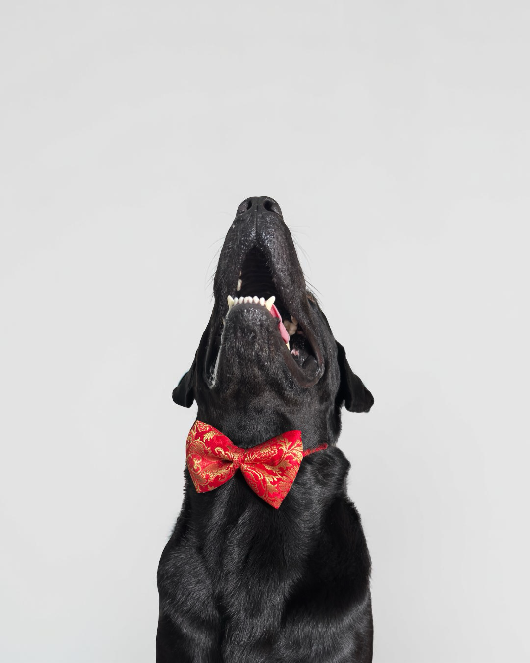 Red Brocade Silk Zari Work Dog Bow