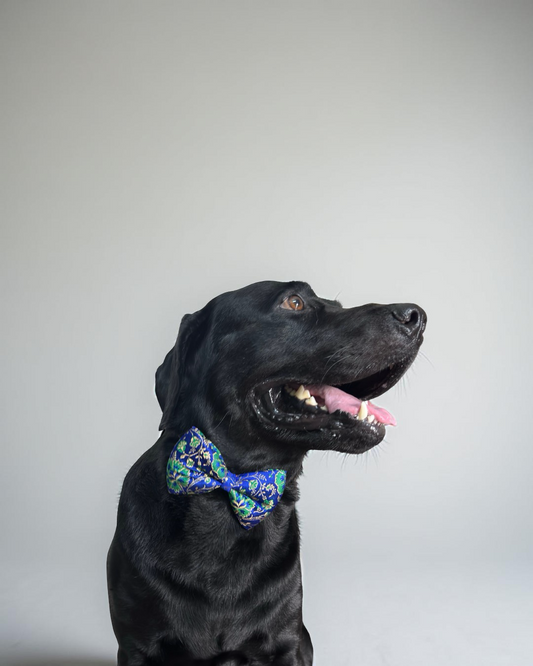 Persian Blue and Green Brocade Zari Work Dog Bow