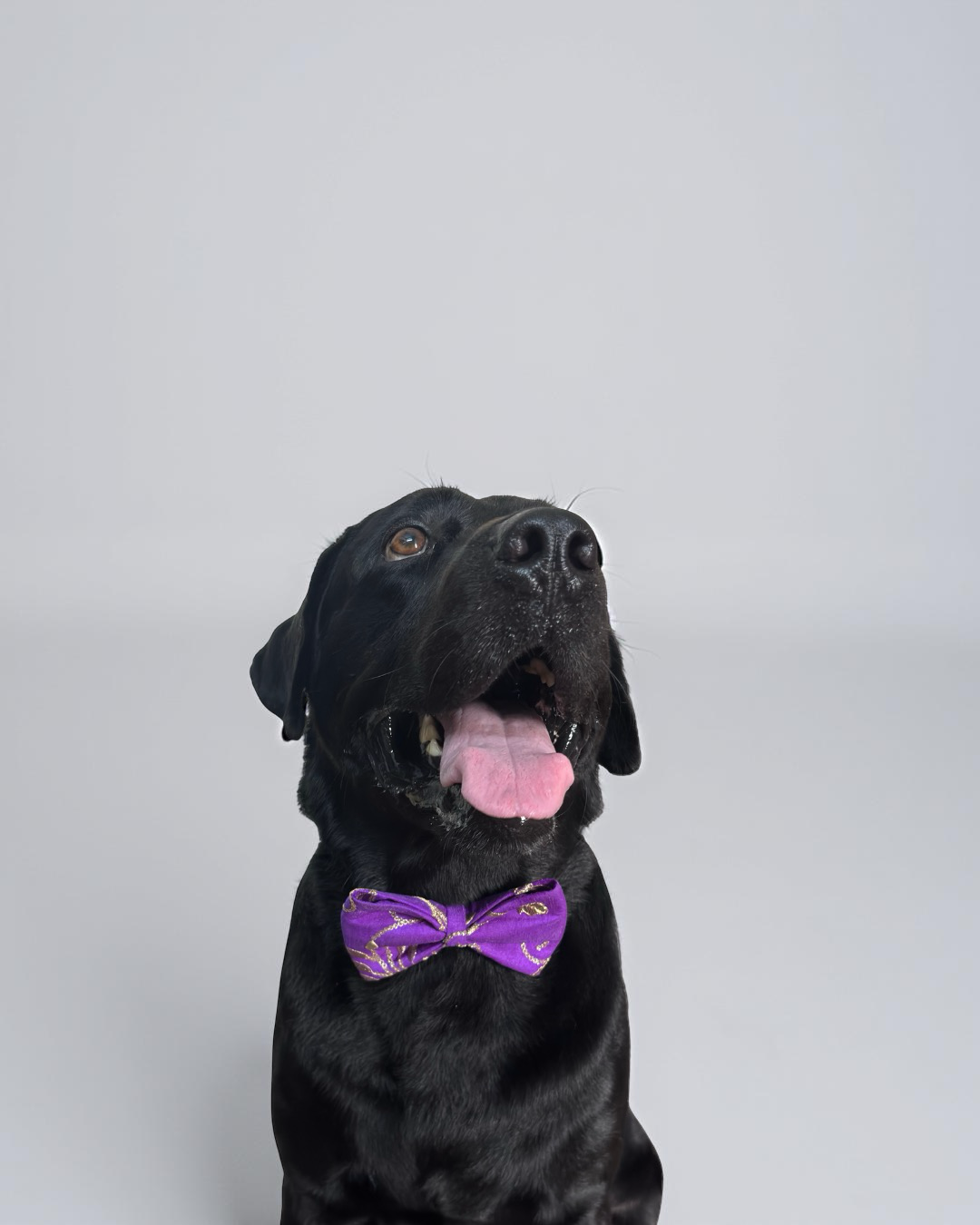 Electric Purple Raw Silk Fabric with Gold Zari work Dog Bow