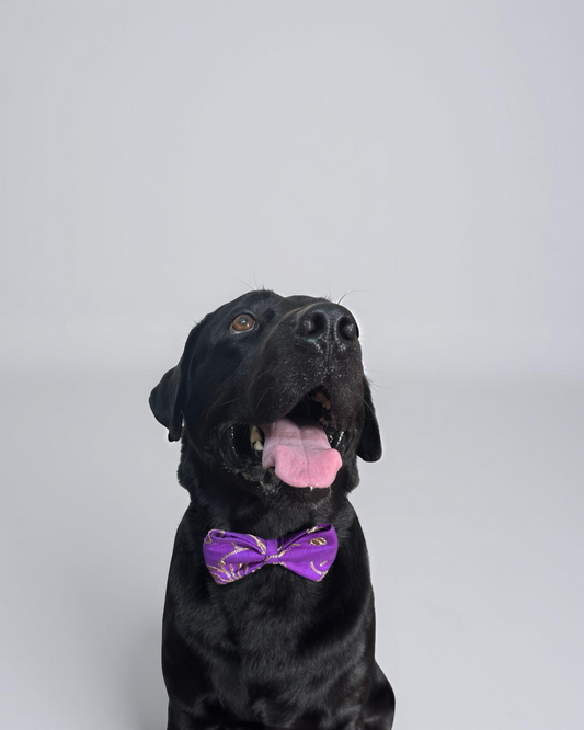 Electric Purple Raw Silk Fabric with Gold Zari work Dog Bow