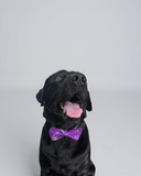 Electric Purple Raw Silk Fabric with Gold Zari work Dog Bow
